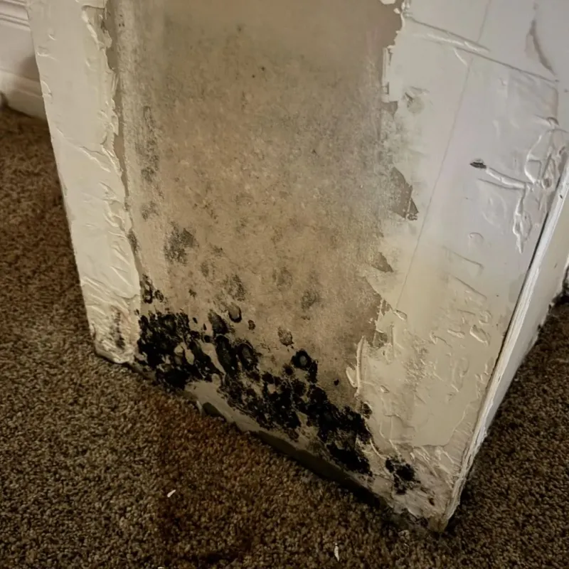 Professional Mold Removal in Lisbon, IA